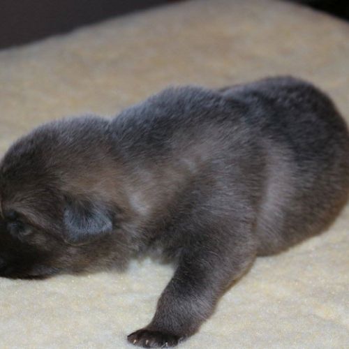 Falko