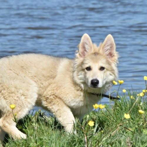 Louve Peanuts 4 mois