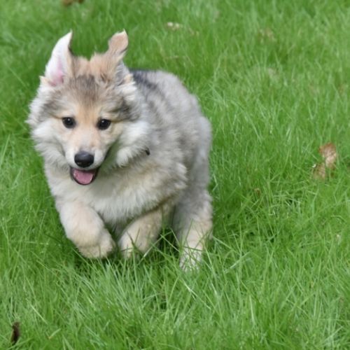 Louve Peanuts 9 semaines