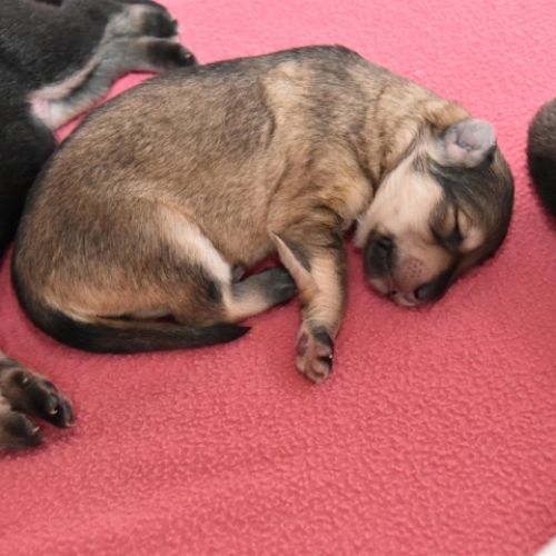 Louve Peanuts 1 semaine