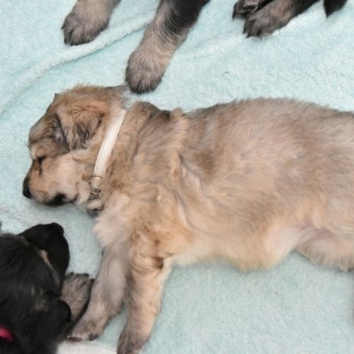 Louve Peanuts 4 semaines