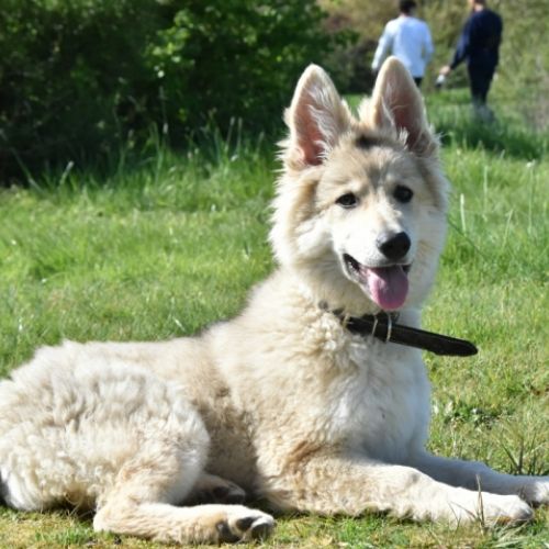 Louve Peanuts 4 mois