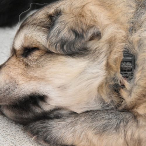 Louve Peanuts 3 semaines