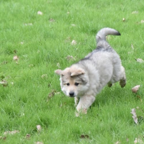 Louve Peanuts 9 semaines