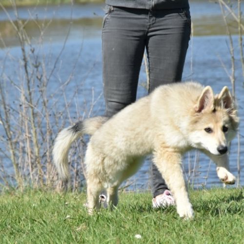 Louve Peanuts 4 mois