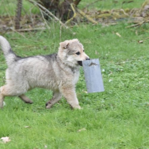 Louve Peanuts 9 semaines