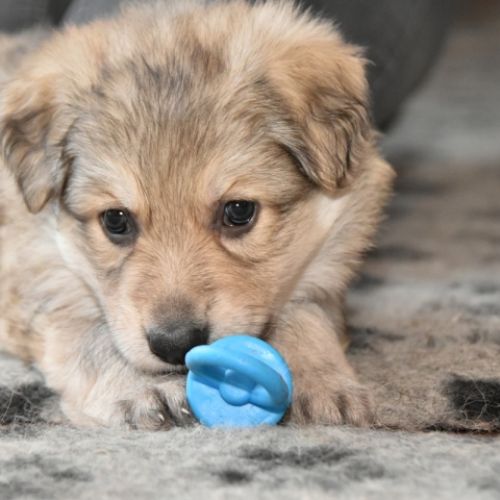 Louve Peanuts 5 semaines