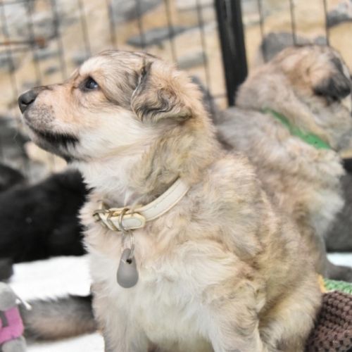 Louve Peanuts 4 semaines