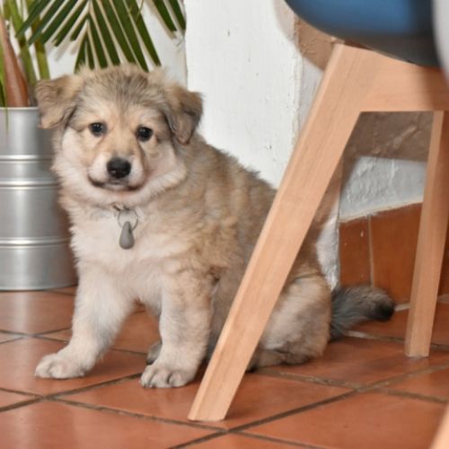 Louve Peanuts 6 semaines