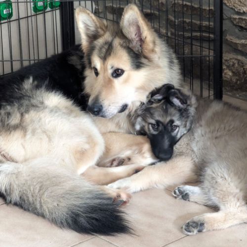 Babsy (Ydylle x Falko 2024) et son Papa Falko