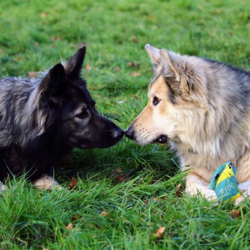 Wyllow Pepper et Falko