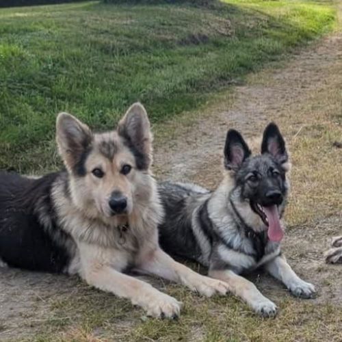 Falko, Babsy et Pepper