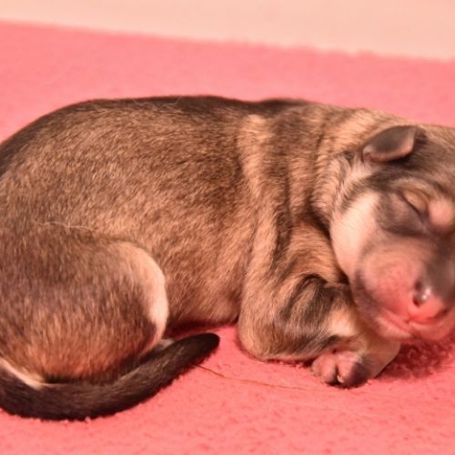 Louve Peanuts 1 jour