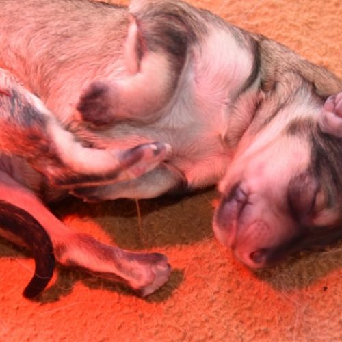 Louve Peanuts 1 jour