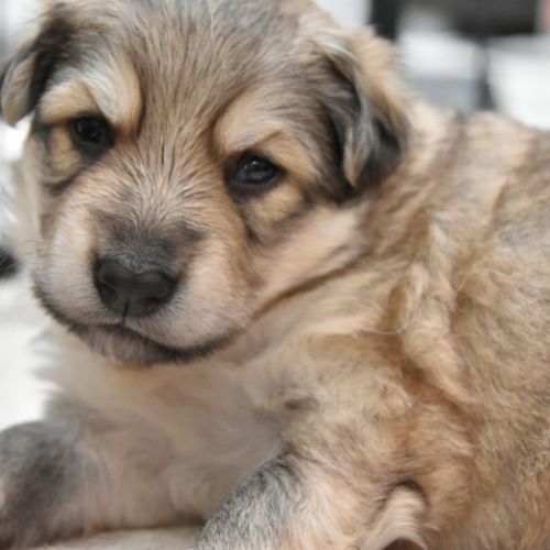 Louve Peanuts 3 semaines