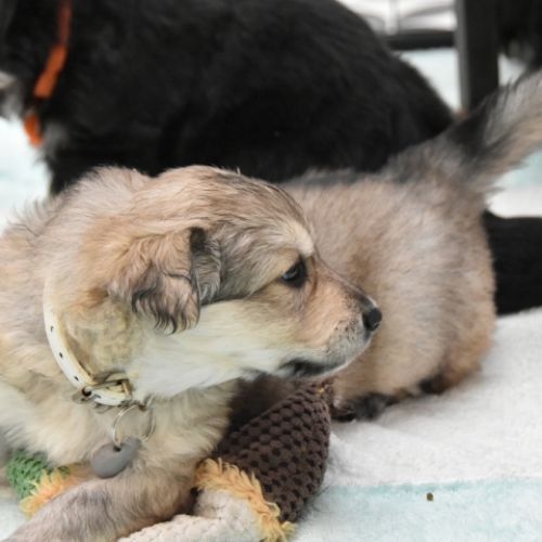 Louve Peanuts 4 semaines