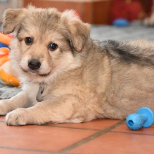 Louve Peanuts 6 semaines