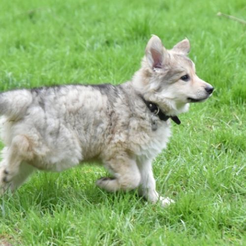 Louve Peanuts 8 semaines