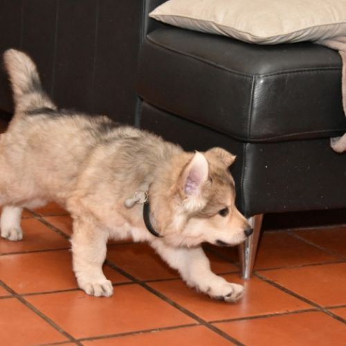 Louve Peanuts 7 semaines